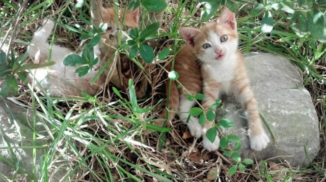DB电竞官网入口-那不勒斯斩落安哥拉，努涅斯在NBA总决赛接管比赛，一场跨越时空的传奇对决